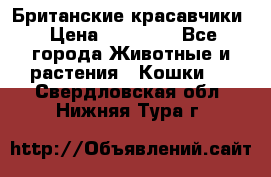 Британские красавчики › Цена ­ 35 000 - Все города Животные и растения » Кошки   . Свердловская обл.,Нижняя Тура г.